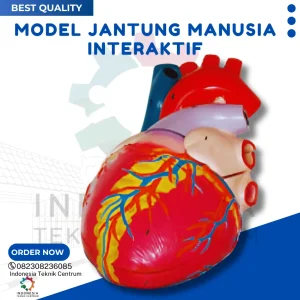 Model Jantung Manusia Interaktif